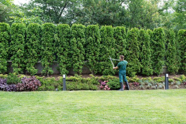 Best Arborist Consultation Services  in Wanamingo, MN