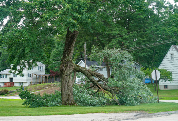 Best Fruit Tree Pruning  in Wanamingo, MN