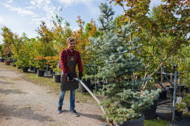 Best Hazardous Tree Removal  in Wanamingo, MN