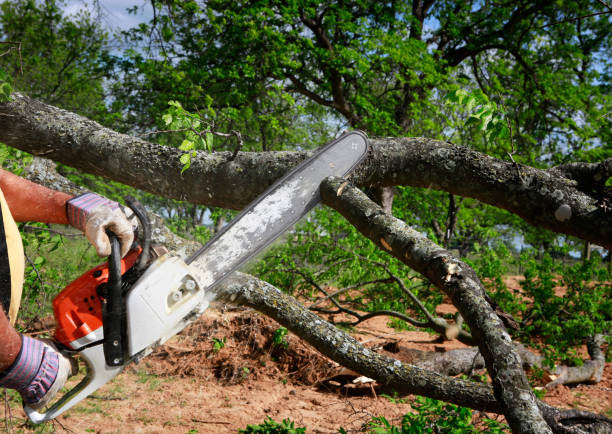 Best Seasonal Cleanup  in Wanamingo, MN